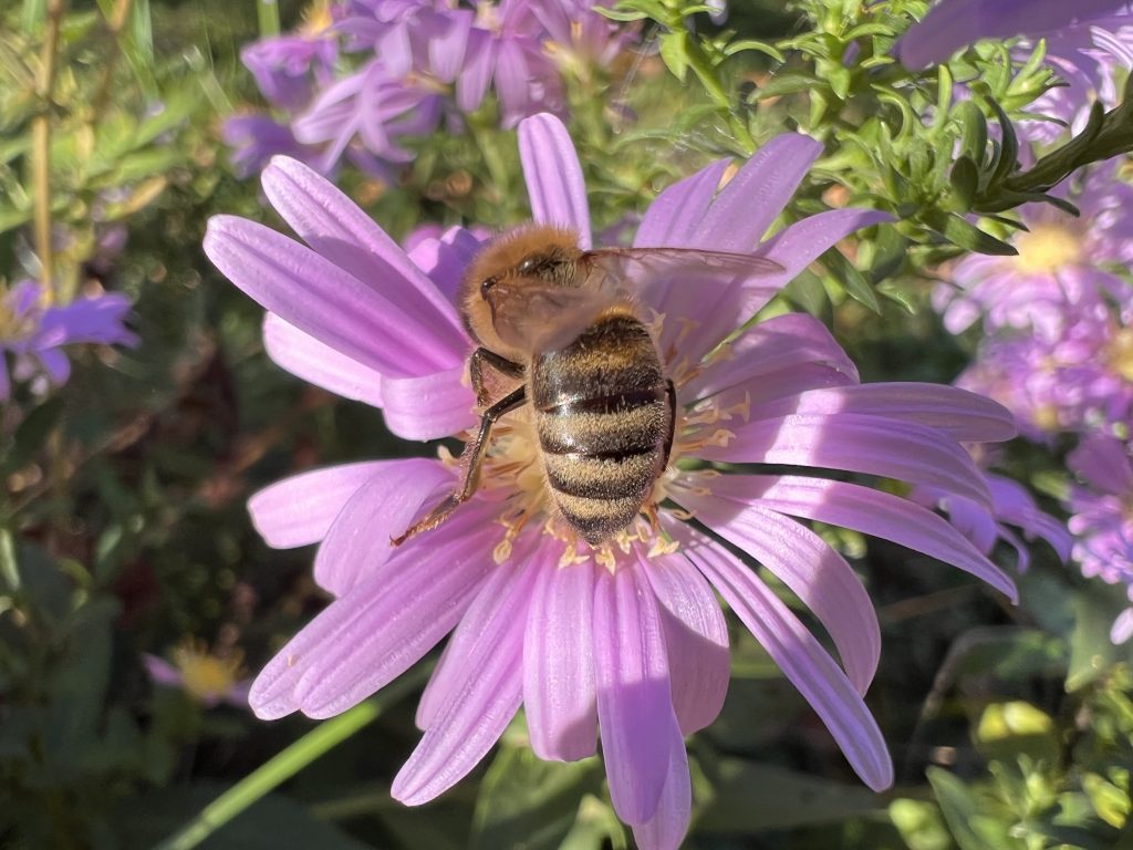 Pčela i cvet